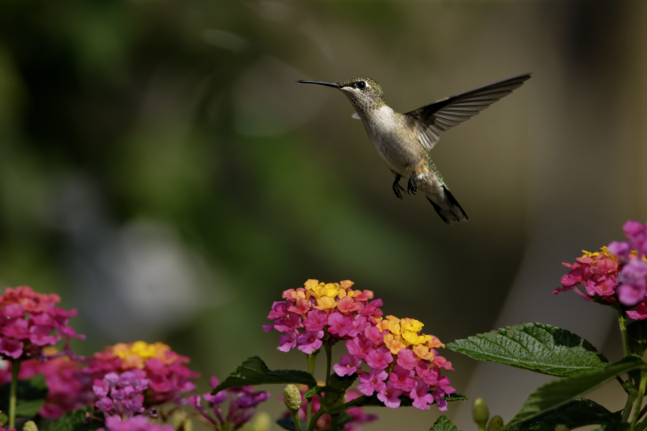 Das Hummingbird And Colorful Flowers Wallpaper