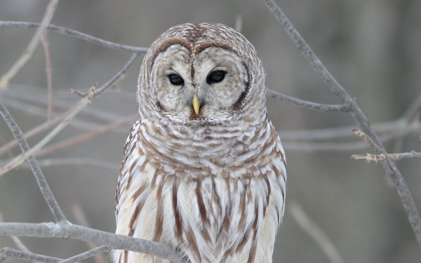 Das Owl Wallpaper 1440x900