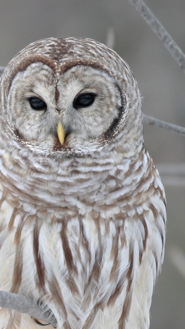 Owl wallpaper 640x1136