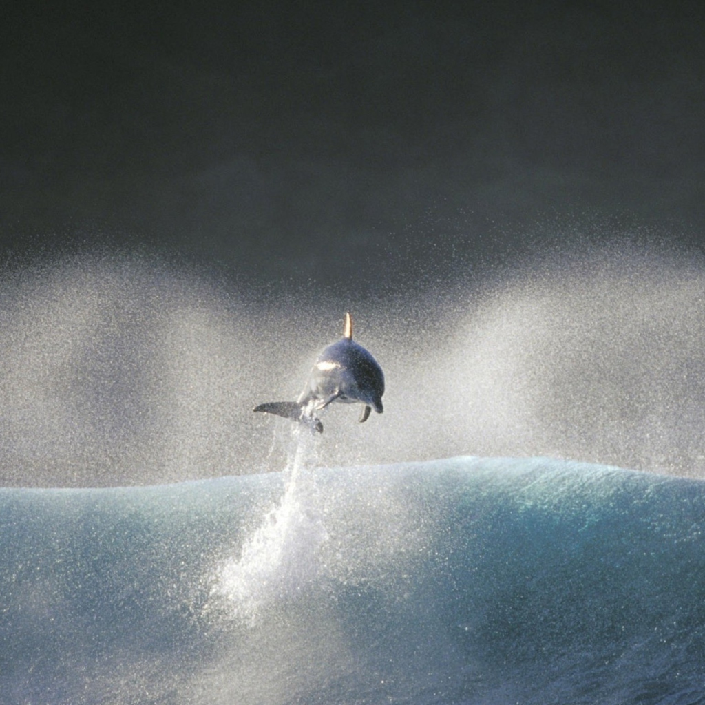 Screenshot №1 pro téma Dolphin Jumping In Water 1024x1024