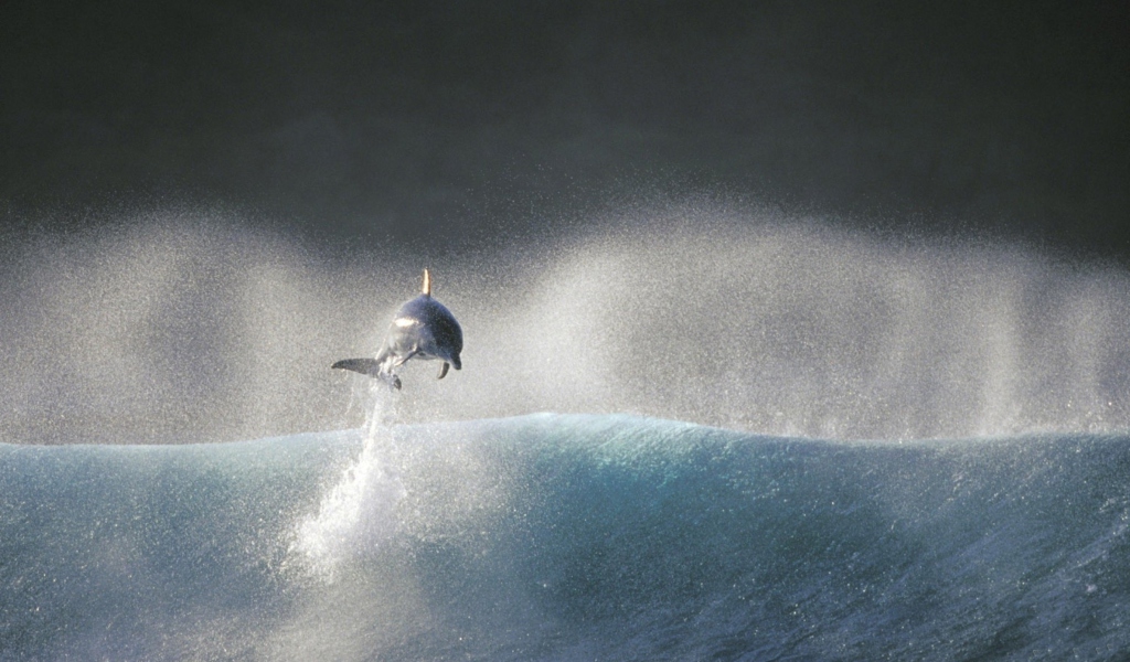 Das Dolphin Jumping In Water Wallpaper 1024x600