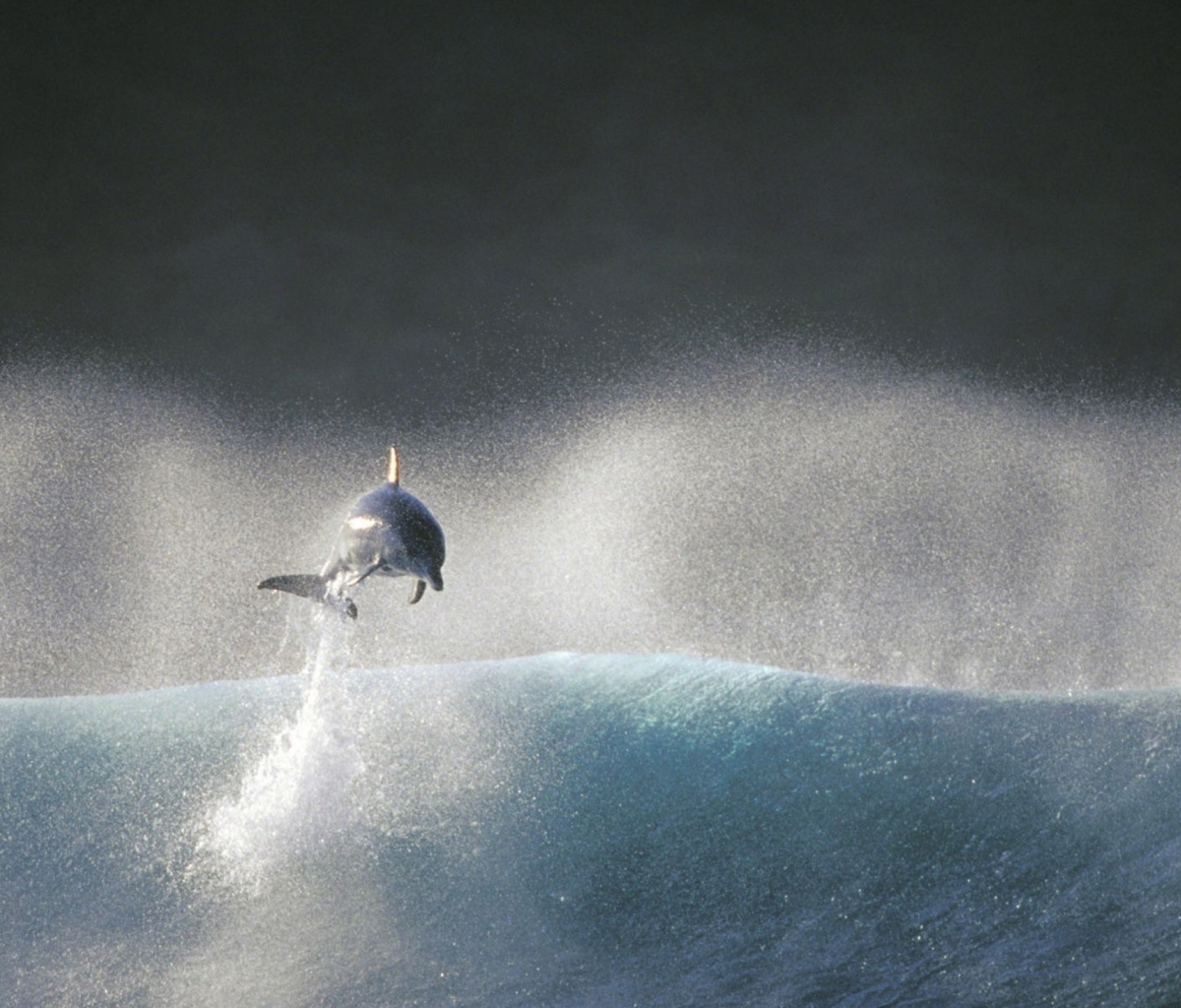 Sfondi Dolphin Jumping In Water 1200x1024