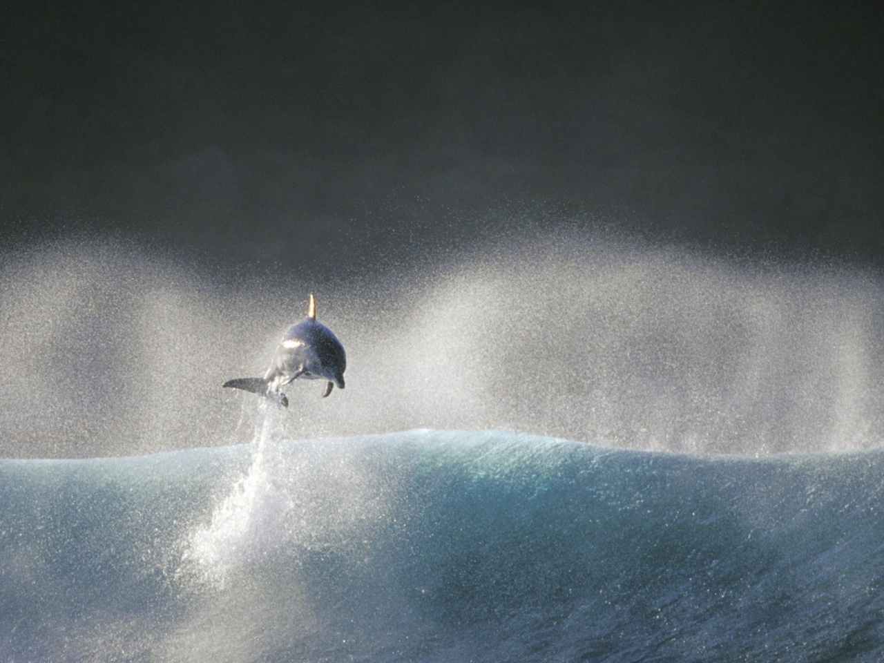 Dolphin Jumping In Water wallpaper 1280x960