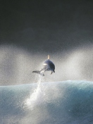 Dolphin Jumping In Water wallpaper 132x176