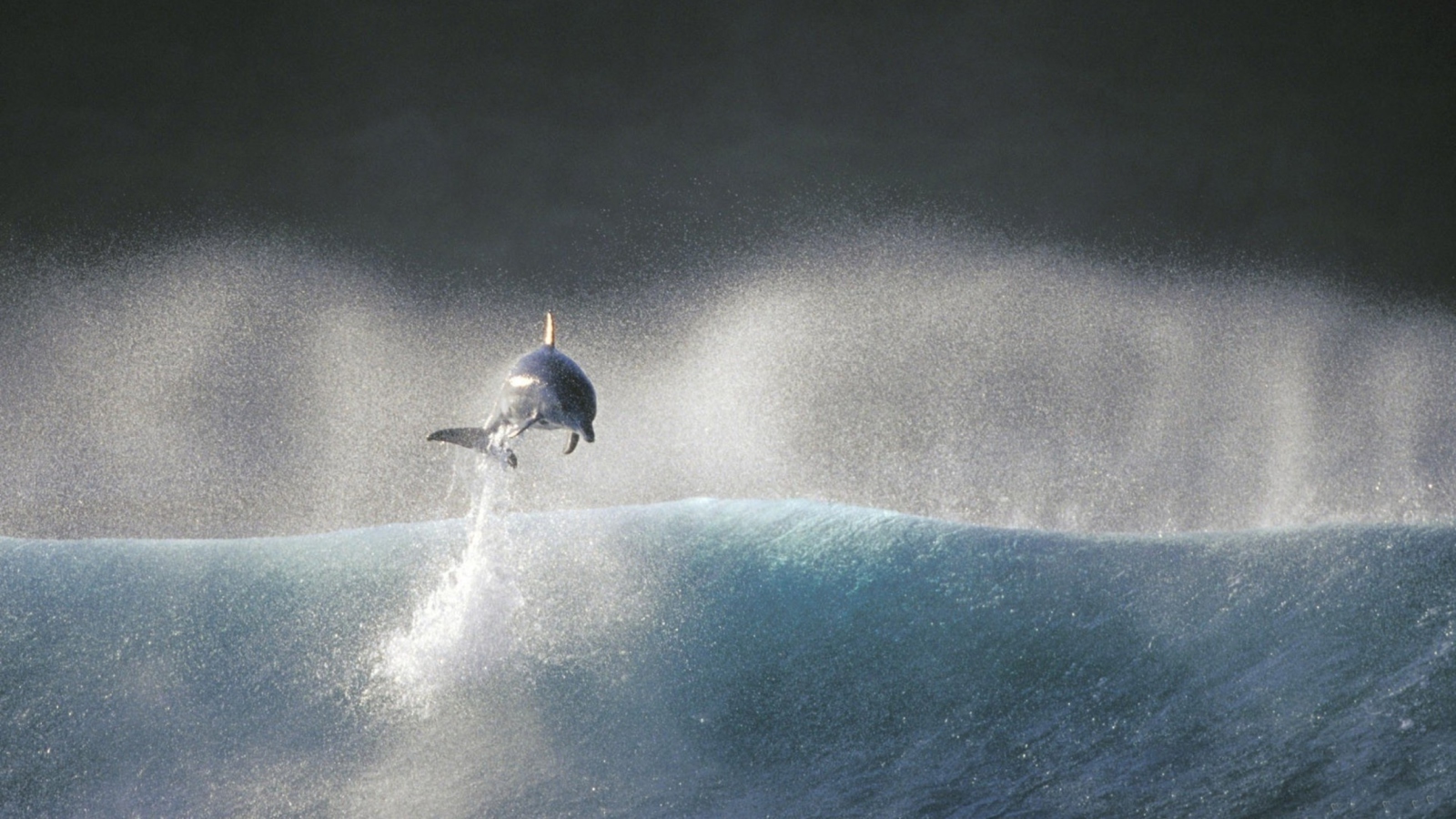 Fondo de pantalla Dolphin Jumping In Water 1600x900