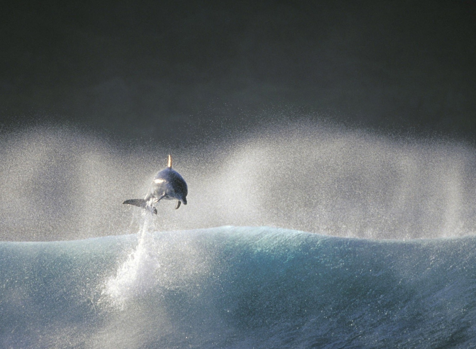 Dolphin Jumping In Water screenshot #1 1920x1408