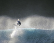 Sfondi Dolphin Jumping In Water 220x176