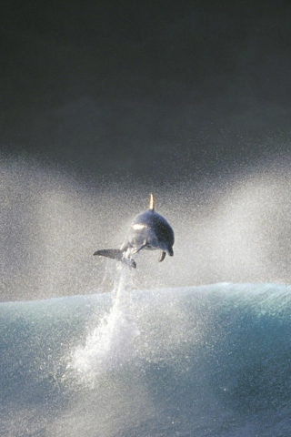 Обои Dolphin Jumping In Water 320x480