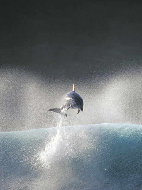 Dolphin Jumping In Water wallpaper 480x640