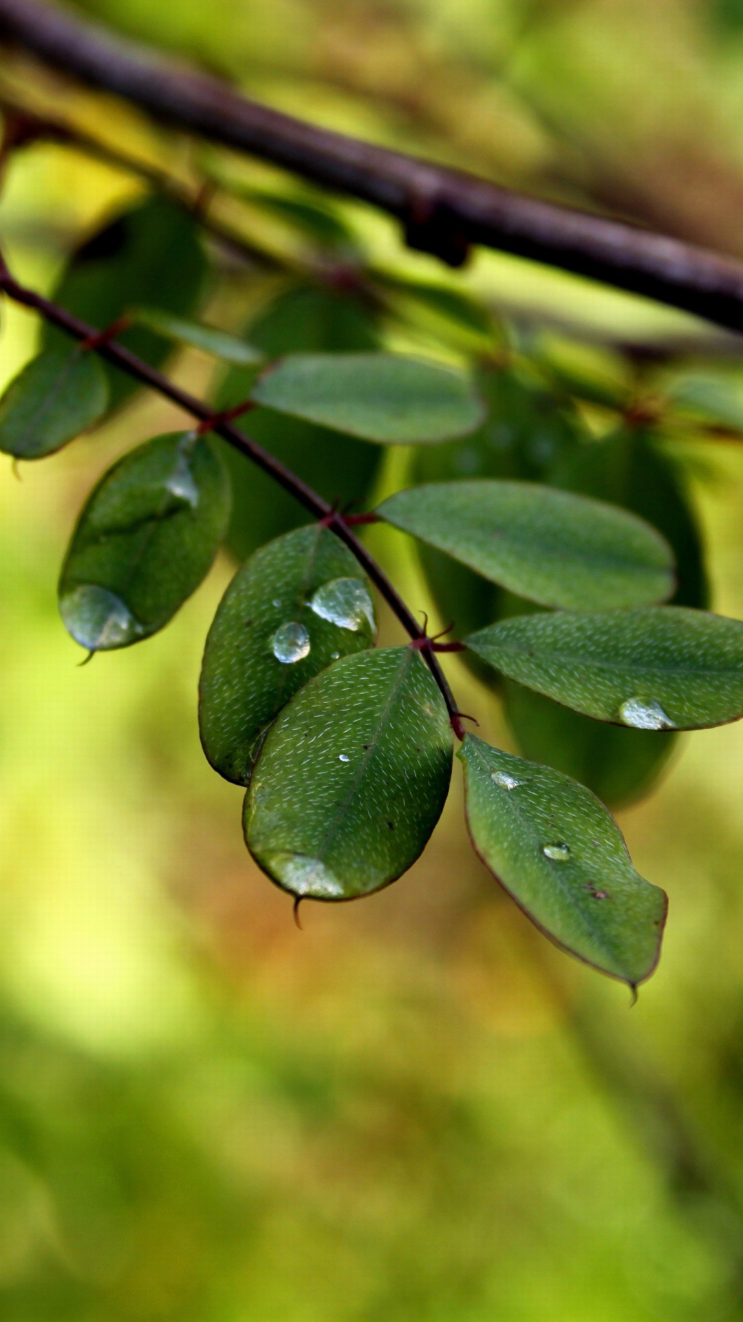 Sfondi Macro Green Leaves 1080x1920