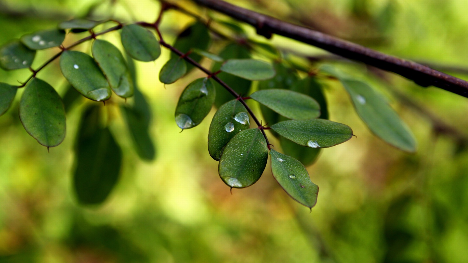 Das Macro Green Leaves Wallpaper 1600x900