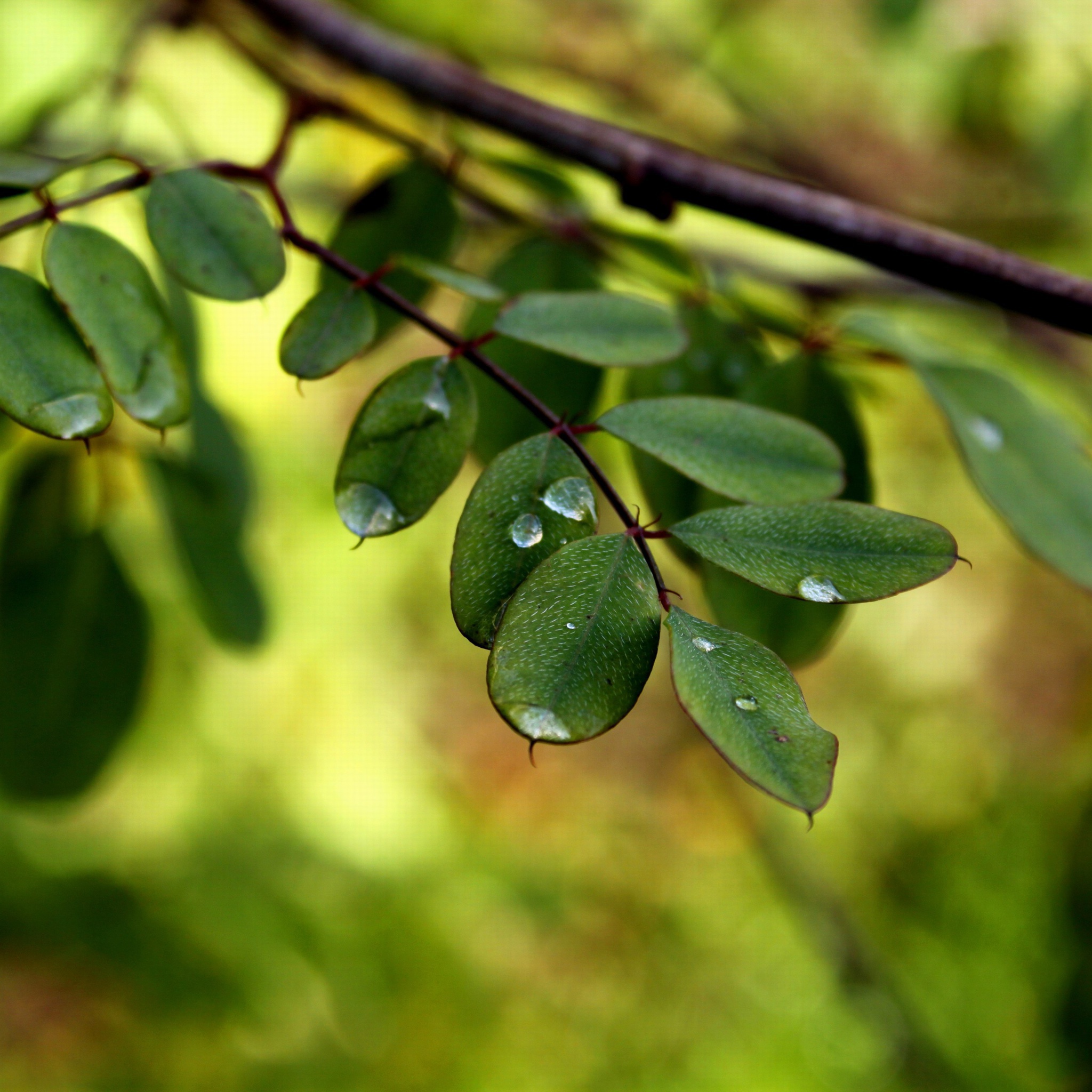 Sfondi Macro Green Leaves 2048x2048