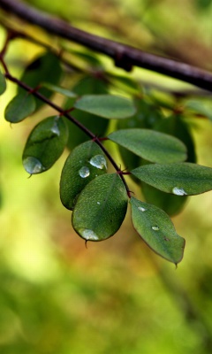 Sfondi Macro Green Leaves 240x400