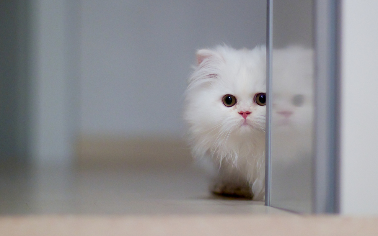 White Persian Kitten screenshot #1 1280x800