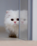 White Persian Kitten wallpaper 128x160