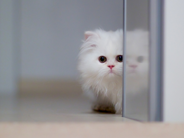 Das White Persian Kitten Wallpaper 640x480