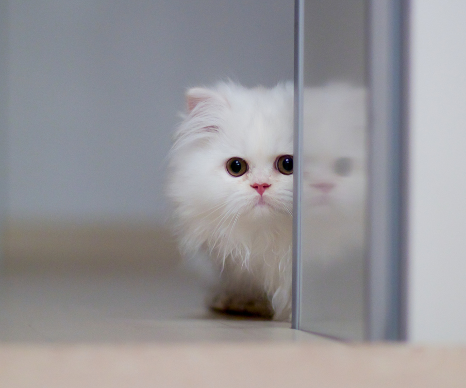 White Persian Kitten wallpaper 960x800