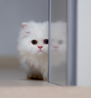 White Persian Kitten - Obrázkek zdarma pro iPad mini