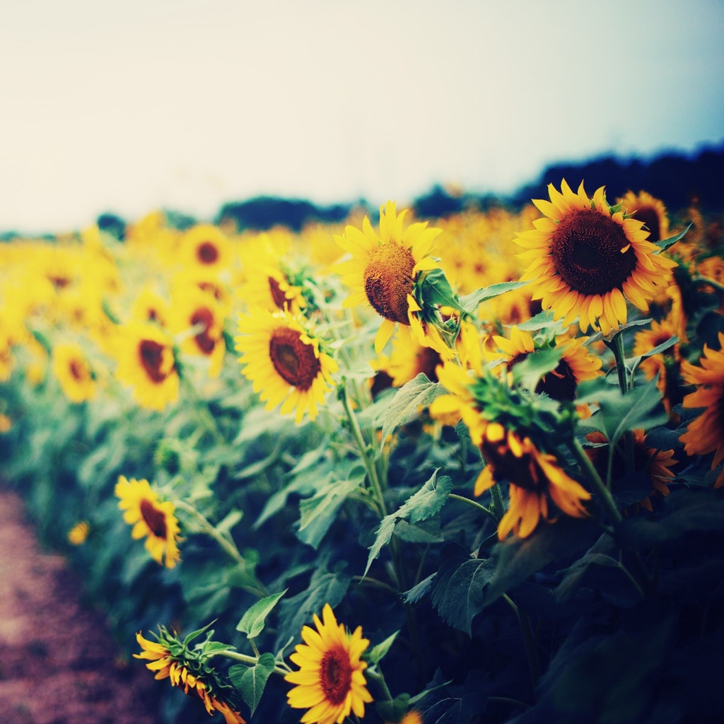 Sunflower Field screenshot #1 1024x1024