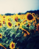 Sfondi Sunflower Field 128x160