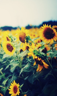 Fondo de pantalla Sunflower Field 240x400