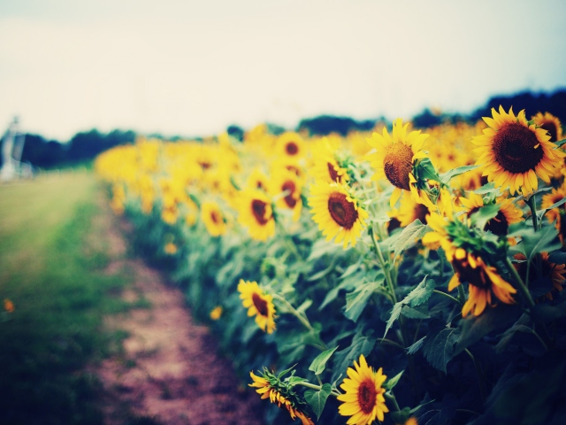Обои Sunflower Field 640x480