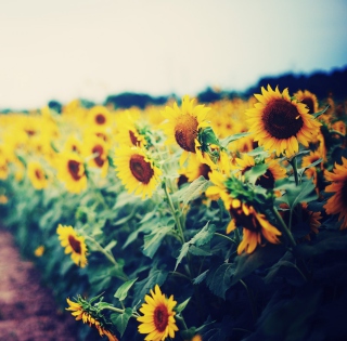 Sunflower Field Wallpaper for iPad 3