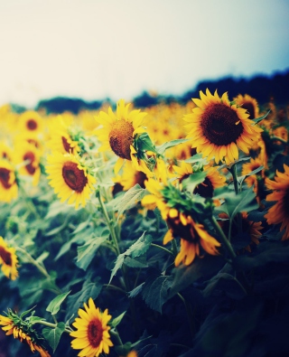 Sunflower Field - Obrázkek zdarma pro 640x960