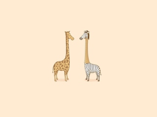 Das Giraffe-Zebra Wallpaper 320x240