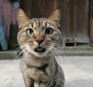 Funny Cat Close Up - Obrázkek zdarma pro 208x208