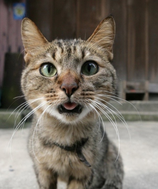 Funny Cat Close Up - Obrázkek zdarma pro 360x640