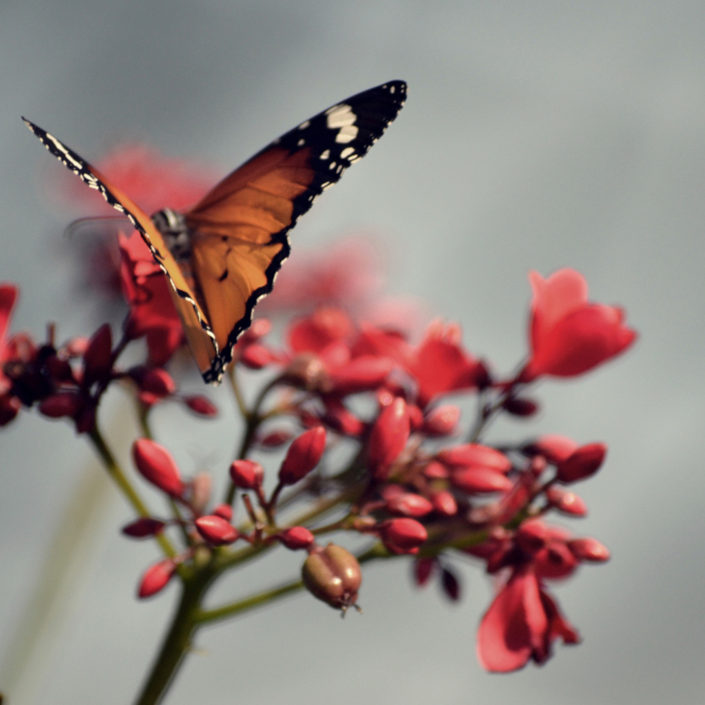 Fondo de pantalla Orange Butterfly 1024x1024