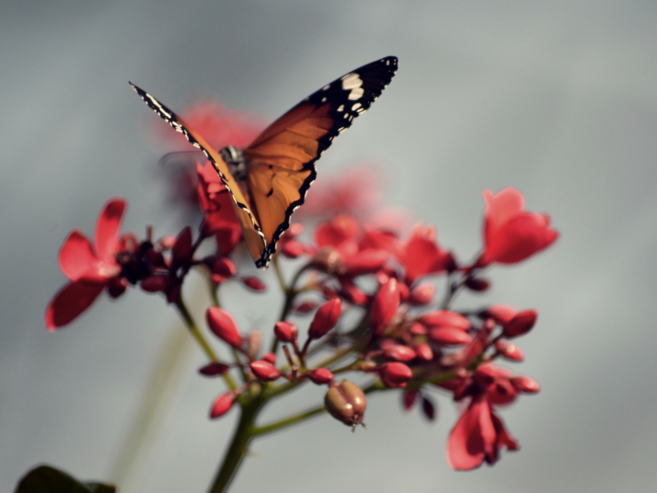 Fondo de pantalla Orange Butterfly 1280x960