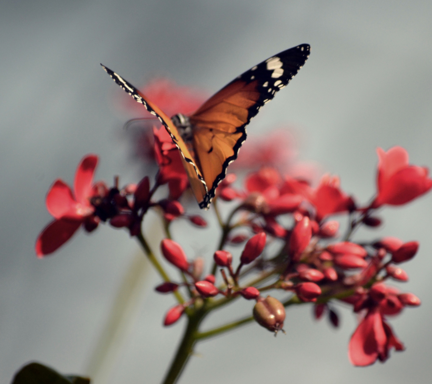 Orange Butterfly screenshot #1 1440x1280