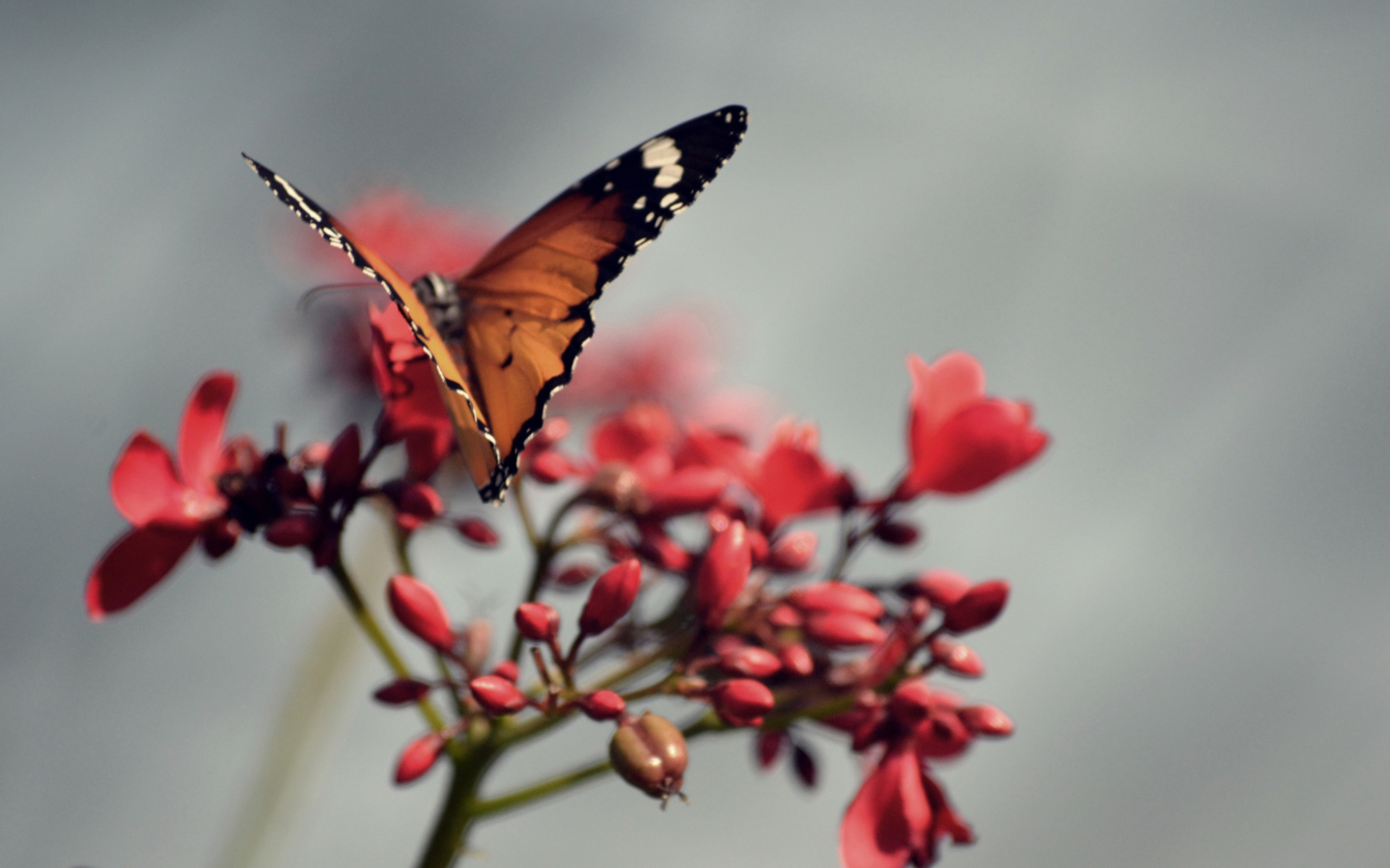Orange Butterfly screenshot #1 1440x900