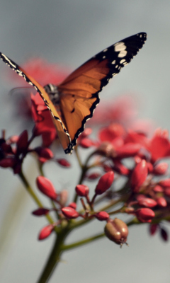 Fondo de pantalla Orange Butterfly 240x400