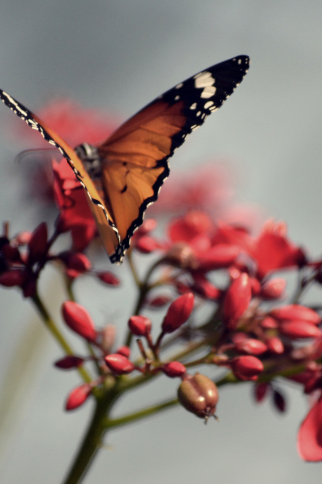 Orange Butterfly screenshot #1 640x960