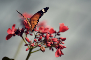 Orange Butterfly - Obrázkek zdarma 