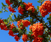 Screenshot №1 pro téma Wild Orange Berries 176x144