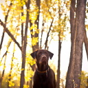 Screenshot №1 pro téma Dog in Autumn Garden 128x128