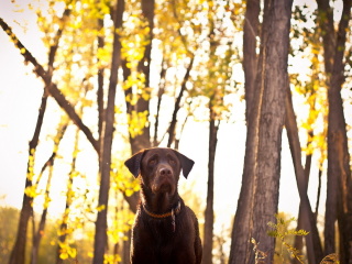 Fondo de pantalla Dog in Autumn Garden 320x240