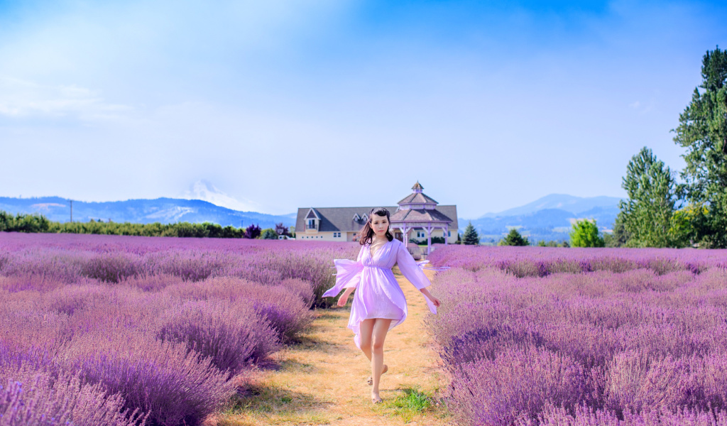 Summertime on Lavender field wallpaper 1024x600