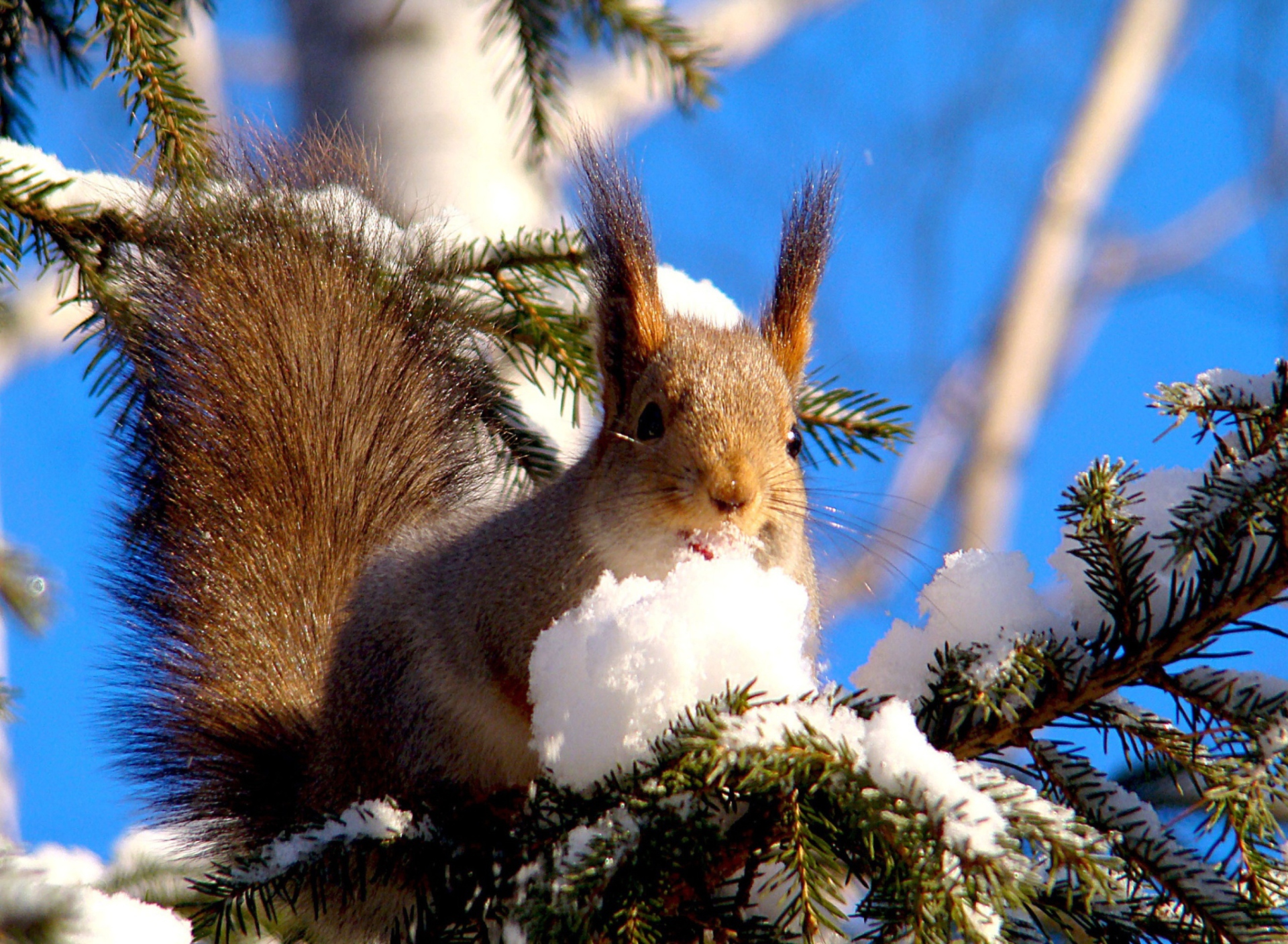 Squirrel Eating Snow wallpaper 1920x1408