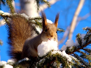 Обои Squirrel Eating Snow 320x240