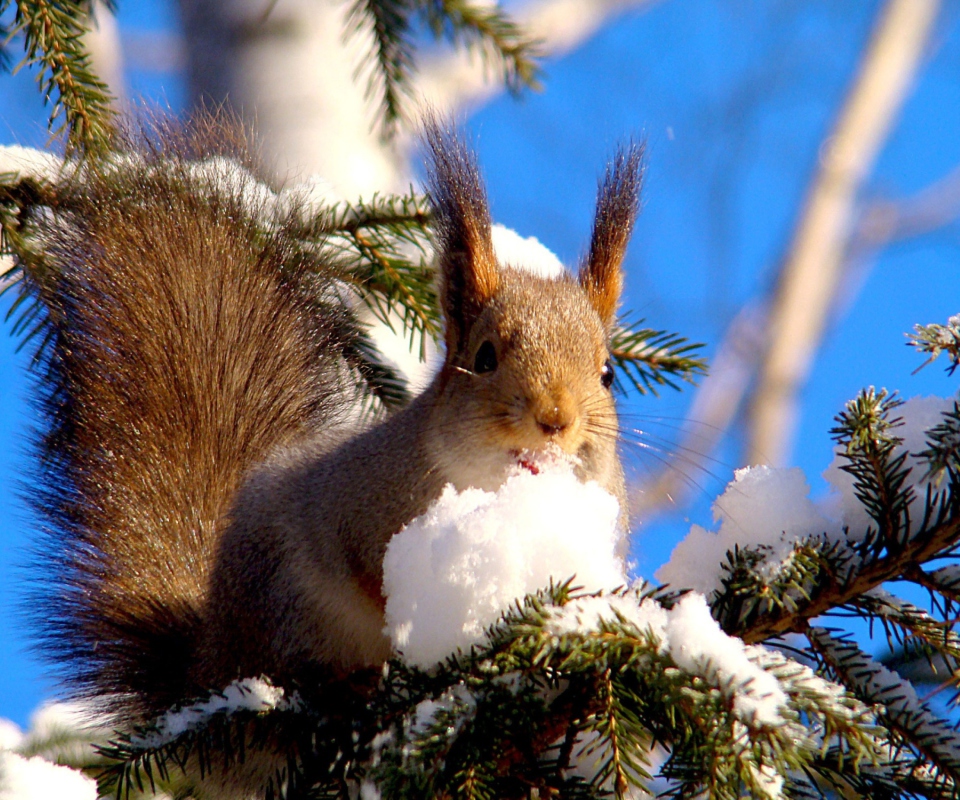 Screenshot №1 pro téma Squirrel Eating Snow 960x800