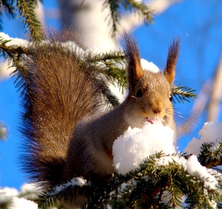 Squirrel Eating Snow - Obrázkek zdarma pro 208x208