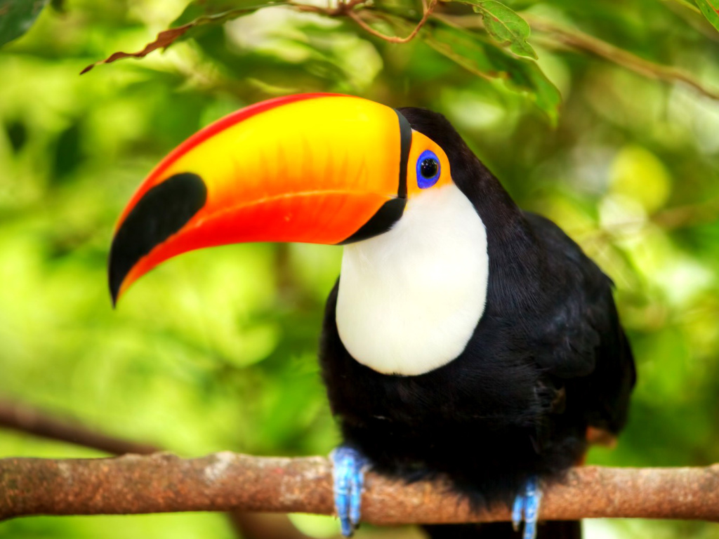 Fondo de pantalla Toucan Bird 1024x768