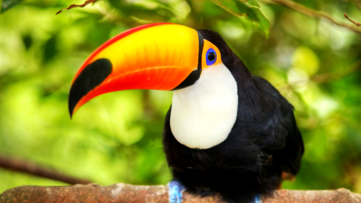 Toucan Bird wallpaper 1366x768