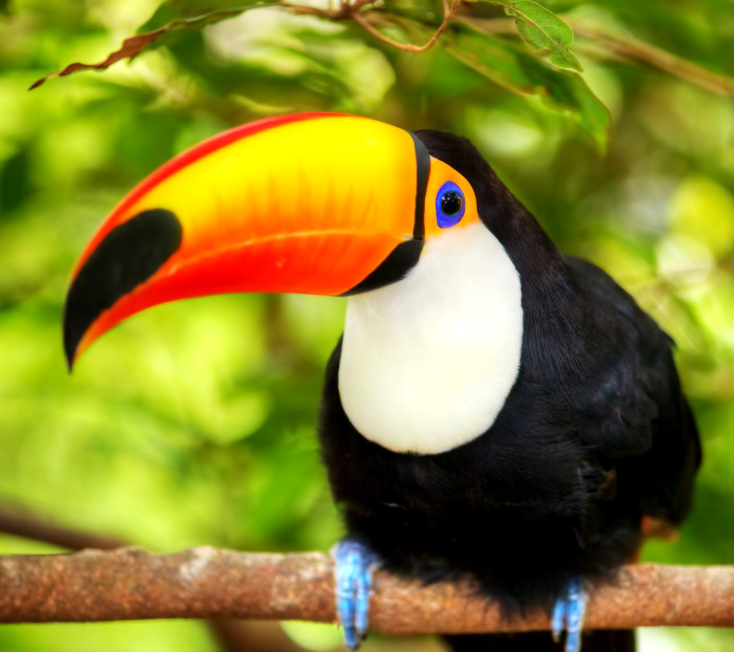 Sfondi Toucan Bird 1440x1280