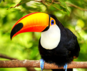 Обои Toucan Bird 176x144